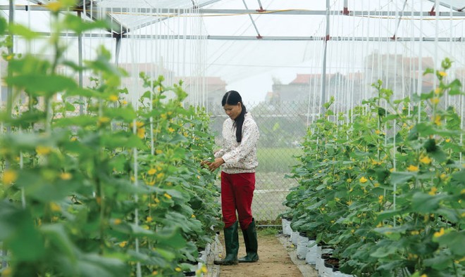 Nông nghiệp công nghệ cao: Không lo thiếu vốn, chỉ sợ đầu ra