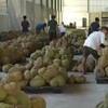 Indonesia đặt mục tiêu bắt đầu xuất khẩu sầu riêng đông lạnh sang Trung Quốc trong năm nay