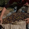 Brazil đẩy mạnh trồng cà phê robusta