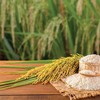 Biên lợi nhuận ngành gạo được kỳ vọng sẽ được cải thiện nhờ tập trung vào phân khúc chất lượng cao