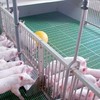Không để dịch tả lợn châu Phi vượt tầm kiểm soát vì sự lơ là và giấu dịch 