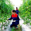 Đảm bảo chất lượng được coi là “chìa khóa sống còn” đối với nông sản.