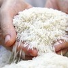 Gạo Việt ổn định trước biến động, “dân cứ có gạo là doanh nghiệp mua” 