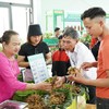 Sâm Ngọc Linh trở thành cây chủ lực của ngành dược liệu thành phố Đà Nẵng.