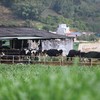Dịch bệnh và mưa bão đã ảnh hưởng nặng nề đến ngành chăn nuôi 