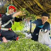 Ở Hợp tác xã Hệ sinh thái du lịch Suối Giàng (Lào Cai), đồng bào Mông chính là chủ thể đánh thức “vàng xanh” của núi rừng.