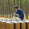 Quý IV, ngành cao su vẫn kỳ vọng tăng trưởng tích cực nhờ giá bán duy trì ở mức cao