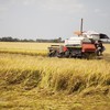 Khủng hoảng năng lượng tác động ra sao tới an ninh lương thực và phân bón?