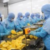 Rau quả Thực phẩm An Giang (ANT): Lãi giảm 17,3% trong quý I/2026, dòng tiền âm 45,06 tỷ đồng