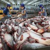 Nam Việt (ANV) lên kế hoạch lãi 1.070 tỷ đồng trong năm 2026