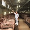 Lợi nhuận sau thuế quý II/2026 của Dabaco Việt Nam (DBC) giảm 43% khi giá heo hơi giảm mạnh