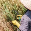 Nông nghiệp tiến bộ và dự trữ dồi dào giúp làm giảm cú sốc El Nino