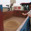 Giá lúa mì leo thang khi xuất khẩu qua Biển Đen bị gián đoạn