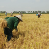 Chiến sự và thời tiết cực đoan châm ngòi cú sốc giá lương thực mới