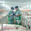 BAF Việt Nam (BAF) sắp chào bán cổ phiếu huy động 608,04 tỷ đồng 