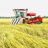 Thu hoạch lúa ở Đồng bằng sông Cửu Long. Ảnh Lê Toàn