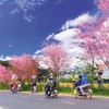 Tết Nguyên đán là thời điểm Đà Lạt bước vào mùa hoa anh đào rực rỡ. 