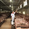 Giá lợn hơi tăng mạnh từ vùng đáy do nguồn cung thắt chặt và nhu cầu phục hồi