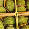 Giá sầu riêng suy giảm ngay từ đầu vụ, khiến nhiều nông dân và nhà vườn lo lắng.