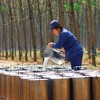 Giá cao su thế giới gần đây duy trì ở mức cao, dao động quanh 2.200 - 2.300 USD/tấn