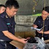 Công chức hải quan kiểm đếm hàng hoá vi phạm.