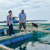 Ở đảo, cán bộ ngân hàng là người đồng hành với bà con trong cuộc mưu sinh. Trong ảnh: Bà Lê Thị Của, Giám đốc Agribank Chi nhánh Lý Sơn thăm lồng bè của gia đình anh Huỳnh Ngọc Thảo, thôn Đông An Hải, Đặc khu Lý Sơn 