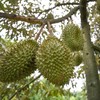  Sầu riêng "luồng xanh" được quản lý chặt chẽ từ khâu kiểm nghiệm đất, thu hoạch, đóng gói đến hoàn thiện hồ sơ điện tử.