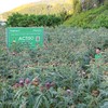 Sắc tím actiso và màu xanh tương lai