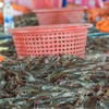 Theo Vasep, thủy sản Việt Nam xuất sang Mỹ không cạnh tranh trực diện với sản phẩm nội địa Mỹ. 