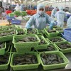 Các doanh nghiệp chế biến thủy sản đang bước vào mùa cao điểm tiêu thụ trong năm