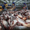 Nam Việt duy trì chuỗi sản xuất cá tra khép kín để tự chủ nguồn nguyên liệu và thức ăn chăn nuôi