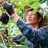 Nông dân thu hoạch cà phê tại Tây Nguyên - nơi doanh nghiệp cùng người dân triển khai mô hình canh tác đạt chuẩn ESG