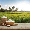 Việt Nam duy trì sản lượng xuất khẩu gạo ở mức cao trong nửa đầu năm 2026, nhưng giá trị thu về lại sụt giảm so với cùng kỳ do áp lực cạnh tranh toàn cầu