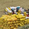 Tính đến 15/7/2026, Việt Nam đã xuất khẩu 5,3 triệu tấn gạo, thu 2,52 tỷ USD. 