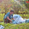 Cây phật thủ giúp nông dân làm giàu nhờ mang lại giá trị kinh tế cao, tạo việc làm ổn định và mở ra hướng đi mới trong chuyển đổi cơ cấu cây trồng. Ảnh: Linh Nguyễn