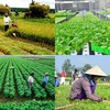 Giấy chứng nhận đăng ký hợp tác xã được cấp cho hợp tác xã, liên hiệp hợp tác xã.