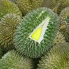 Sầu riêng tươi Việt Nam được xuất khẩu sang Ấn Độ. 