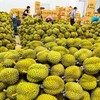 Thị trường Ấn Độ đã mở cửa cho trái sầu riêng tươi của Việt Nam, hứa hẹn sớm trở thành nhóm hàng tỷ USD.
