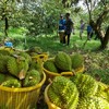 Năm 2025, con số xuất khẩu sầu riêng của Việt Nam đạt kỷ lục với kim ngạch 3,86 tỷ USD, cao nhất trong các ngành hàng rau quả.