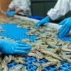 Xuất khẩu tôm mang về 2,8 tỷ USD sau 7 tháng, đóng góp đáng kể vào kim ngạch xuất khẩu toàn ngành thủy sản.
