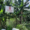 Khu đô thị Sing - Việt quy hoạch treo đến nay đã hơn 26 năm 