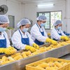 Doanh nghiệp hoạt động chính trong lĩnh vực sản xuất, chế biến và kinh doanh nông sản như sắn, ngô…