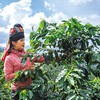 Nhờ sự hậu thuẫn của môi trường đầu tư, cà phê đã trở thành cây làm giàu trên vùng đất Sơn La. Ảnh: Quang Vinh 
