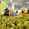 Xuất khẩu rau quả tháng 8 đạt gần 1,4 tỷ USD, đưa kim ngạch xuất khẩu 8 tháng vượt 6,15 tỷ USD, tăng 27,7% so với cùng kỳ. 