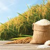 Louis Holdings đổi tên thành Louis Rice, hướng hoạt động trở lại lĩnh vực lương thực - gạo