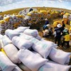 Xuất khẩu gạo 9 tháng thu về 3,05 tỷ USD, giảm 12,3% so với cùng kỳ năm trước. 