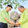 Doanh nghiệp lựa chọn cắt bớt một số tài sản để tập trung vốn vào lĩnh vực cốt lõi. Trong ảnh: Thu hoạch lúa tại vùng nguyên liệu của PAN. Ảnh: PAN