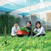 Ở lĩnh vực nông nghiệp, mức độ tham gia bảo hiểm còn rất hạn chế so với quy mô sản xuất