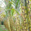 Mía đường Sơn La (SLS) báo lãi giảm hơn 72% trong quý I niên độ 2026-2027, chốt quyền chia cổ tức 100% bằng tiền mặt 
