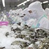 Xuất khẩu thuỷ sản tăng 11% trong 5 tháng đầu năm, riêng thị trường Mỹ giảm 10%